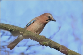 <p>SOJKA OBECNÁ (Garrulus glandarius) /Eurasian jay - Eichelhäher/</p>